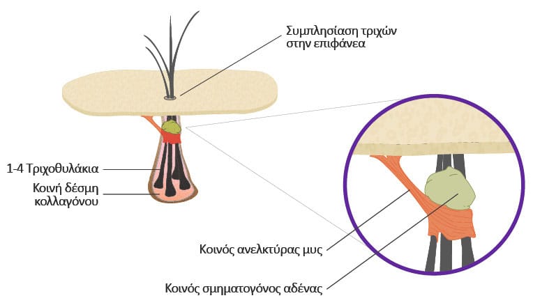 μια τριχοθυλακιακή μονάδα