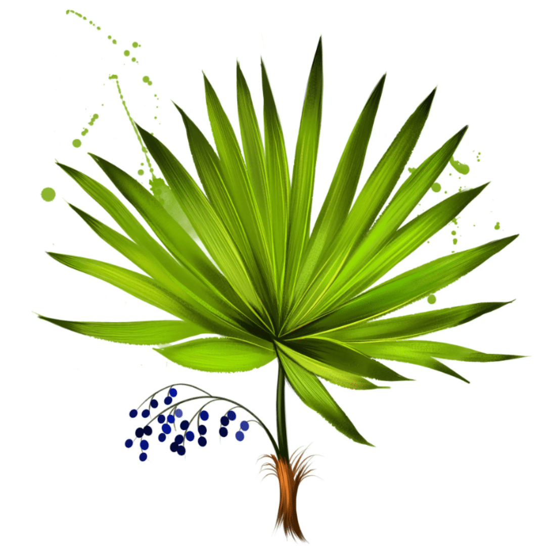 Saw Palmetto and Hair Loss